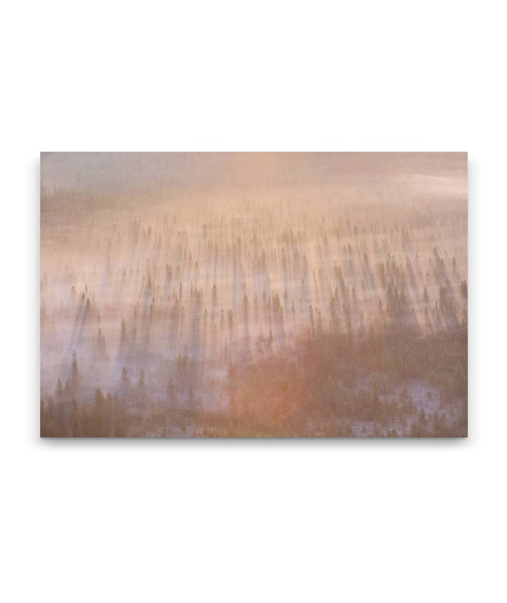 Forest at Sunrise From Sand Mountain Fire Lookout, Willamette National Forest, Oregon, USA